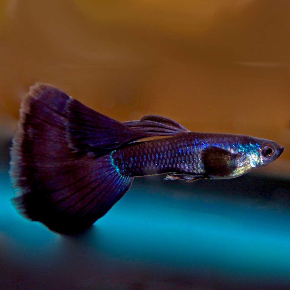 Poecilia ret.   Guppy full black